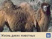 Бактриан (видеофрагмент)
