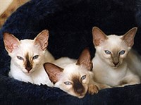 Балинезийская кошка