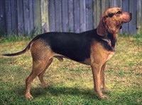 Балканская гончая