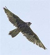 Балобан (в полете)