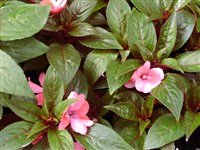 Бальзамин Хокера – Impatiens hawkeri Bull.