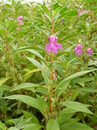 Бальзамин бальзаминовый, садовый бальзамин – Impatiens balsamina L. (1)