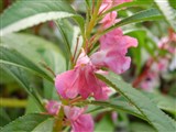 Бальзамин бальзаминовый, садовый бальзамин – Impatiens balsamina L. (3)
