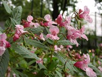 Бальзамин железконосный – Impatiens grandulifera Royle.
