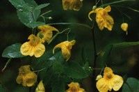 Бальзамин обыкновенный, не-тронь-меня – Impatiens noli-tangere L.