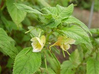 Бальзамин шероховатый – Impatiens scabrida DC.