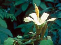 Бальзовое дерево