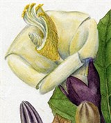 Бальзовое дерево (цветок)