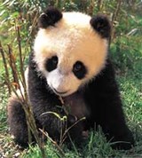 Бамбуковый медведь (8-месячный)