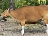 Бантенг (Bos javanicus)