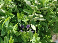 Баптизия южная, малая, разноцветная – Baptisia austrialis (L.) R.Br. (1)