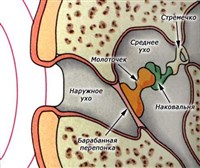 Барабанная перепонка