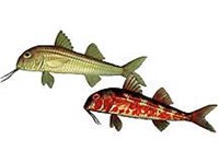 Барабулька (рисунок)