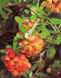 Барбарис Вильсона – Berberis wilsoniae Hemsl.et Wils.