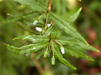 Барбарис Гагнепейна – Berberis gagnepainii Schneid.