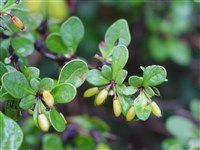Барбарис Зибольда – Berberis sieboldii Miq.