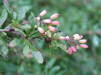 Барбарис Пуаре – Berberis poiretii Schneid.