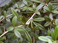 Барбарис Юлиана – Berberis julianae Schneid. (1)