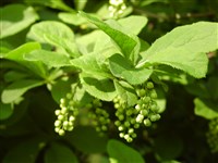 Барбарис амурский – Berberis amurensis Rupr.