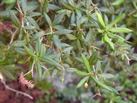 Барбарис беловатый – Berberis candidula Schneid.