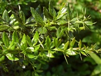 Барбарис бородавчатый – Berberis verruculosa Hemsl. & Wils.