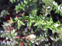 Барбарис гибридно-гагнепейновый – Berberis x hybrido-gagnepainii Sur.