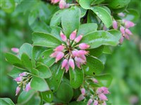 Барбарис зеленоватый – Berberis virescens Hook.f.et Thoms.