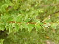 Барбарис изысканный – Berberis concinna Hook.f.