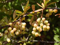 Барбарис карминовый – Berberis x carminea Ahrendt.