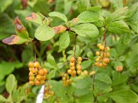 Барбарис корейский – Berberis koreana Palib.