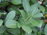 Барбарис лологенский – Berberis lologensis Sandw.