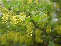 Барбарис обыкновенный – Berberis vulgaris L. (1)