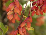 Барбарис обыкновенный – Berberis vulgaris L. (2)
