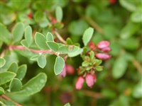 Барбарис округло-пильчатый – Berberis circumserrata Schneid.
