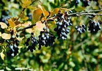 Барбарис продолговатый – Berberis oblonga (Reg.) Schneid.