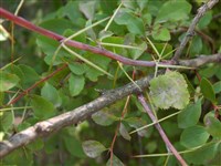 Барбарис разноножковый – Berberis heteropoda Schrenk. (1)