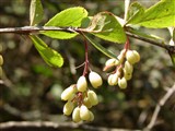 Барбарис разноножковый – Berberis heteropoda Schrenk. (2)