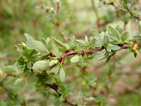 Барбарис самшитолистный – Berberis buxifolia Lam.