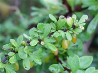 Барбарис сетчатый – Berberis dictyophylla Franch.