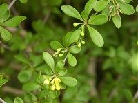 Барбарис скрученнолистный – Berberis aggregata Schneid.