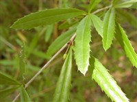 Барбарис черноплодный – Berberis atrocarpa Schneid.