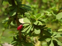 Барбарис юннаньский – Berberis yunnanensis Franch.