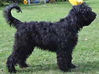 Барбе (камаргский барбет)