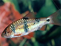 Барбус-клоун (Barbus everetti)