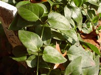 Барвинок большой, винка большая – Vinca major L.