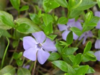 Барвинок малый, винка малая – Vinca minor L.