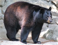 Барибал (Питсбургский зооопарк)