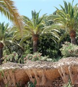 Барселона (Гуэль. Птичьи гнезда)