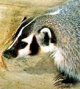 Барсук (американский)