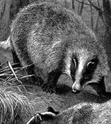 Барсук (гравюра)